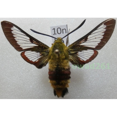 Hemaris fuciformis (Linnaeus, 1758) Czech10n